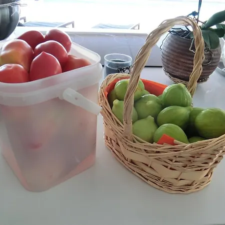 Silva * Armação de Pêra